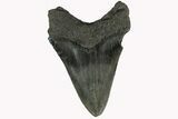 Fossil Megalodon Tooth - South Carolina #158913-1